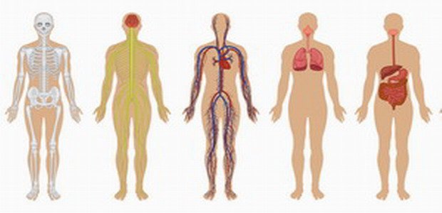 חידון גוף האדם human-body2