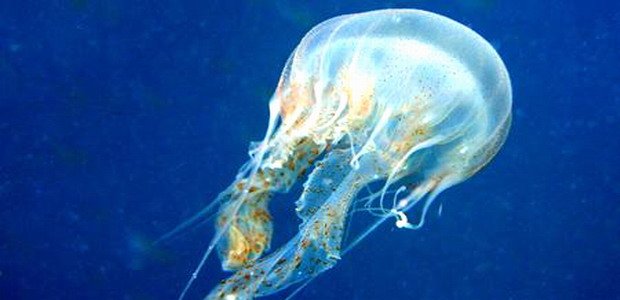 חידון מדוזות טריוויה מדוזות