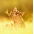 cats-sun