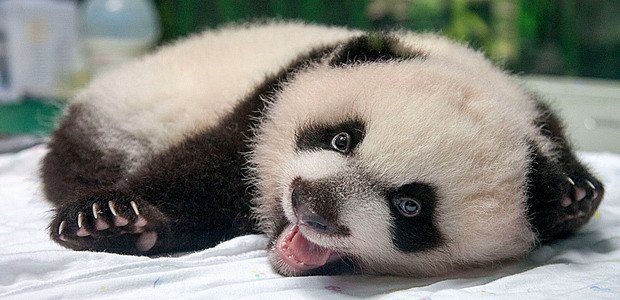 חידון דוב הפנדה טריוויה דוב הפנדה