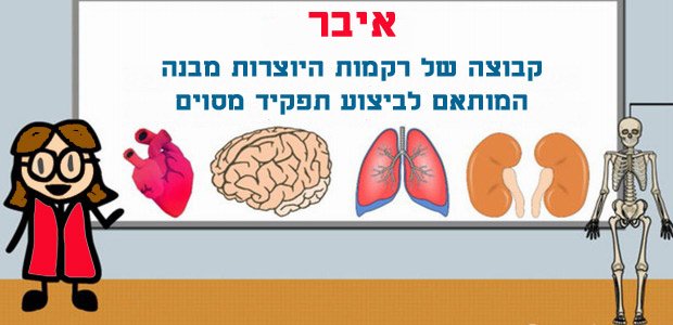 חידון איברים פנימיים בגוף האדם