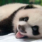 טריוויה דוב הפנדה