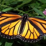 טריוויה פרפרים